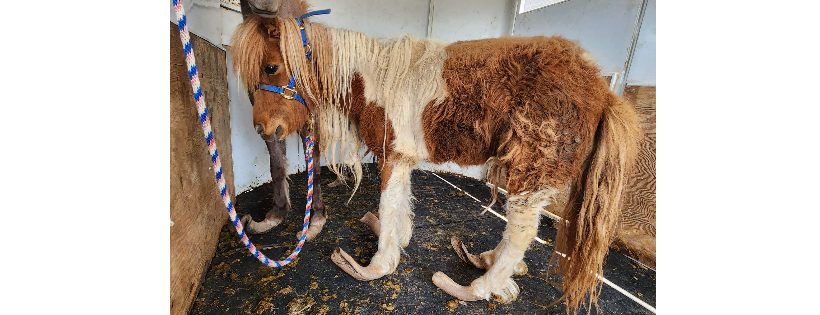 Lazy B Equine Rescue and Sanctuary
