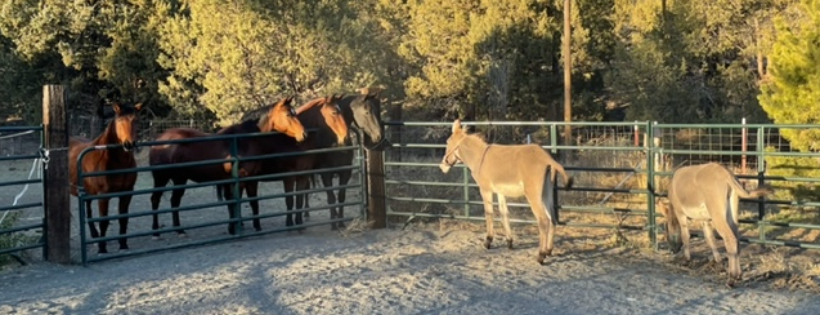 Nakoma's Haven Equine Sanctuary & Rescue