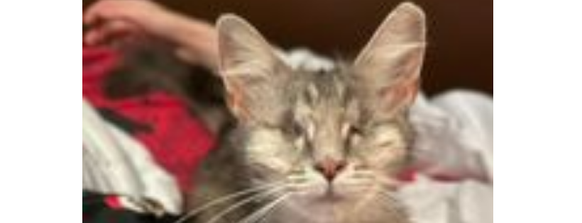 Perth Animal Rescue and Rehoming Pets Inc