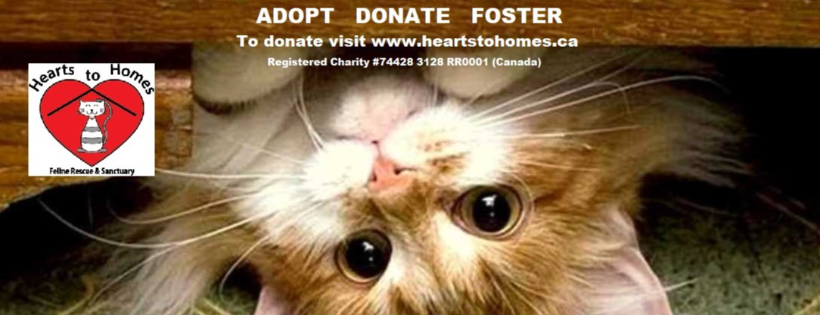 Hearts to Homes Feline Rescue & Sanctuary
