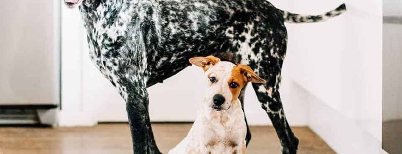 All Breeds Canine Rescue Inc