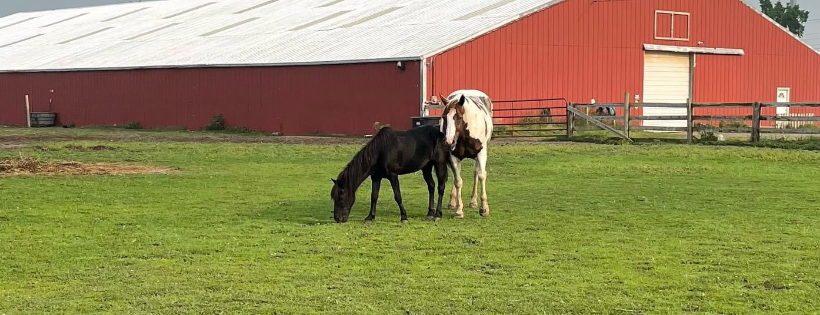 In The Rough Equine Rescue