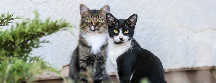 Kat's Alley Cats