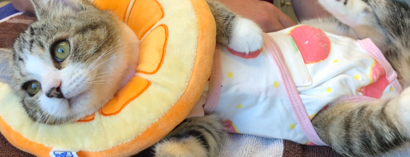 Friends of the Forgotten Cat Rescue Inc