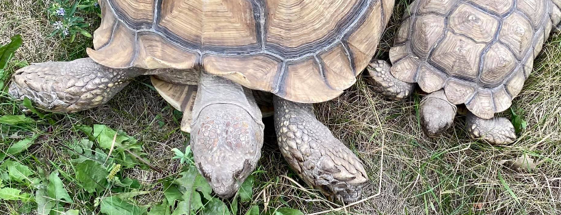 Kritter Krazy- Reptile and Exotic Rescue