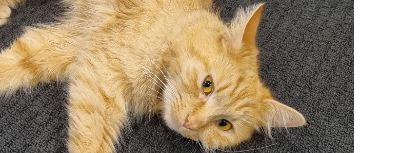 Birchgrove Feline Assistance incorporated