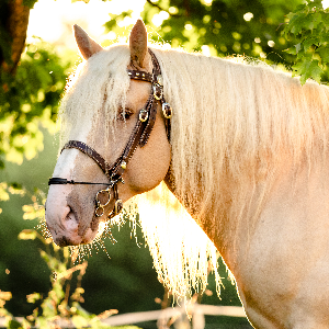 MerEquus Equine Rescue & Sanctuary