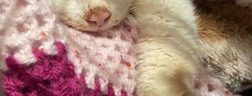 ICR Independent Cat Rescue