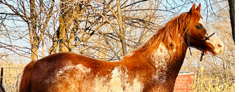 MJM Horse Rescue