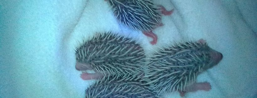 Newcastle Hedgehog Rescue