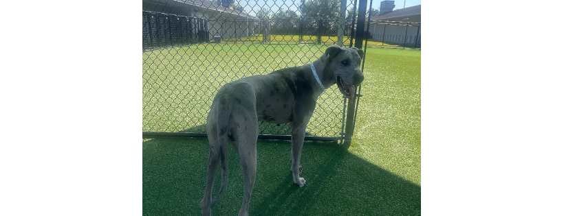 great dane rescue of southern texas