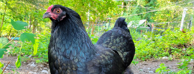 A Home for Hooves Farm Sanctuary Foundation