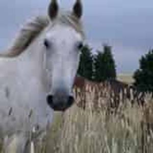 Barrabool View Equine Retirement Logo