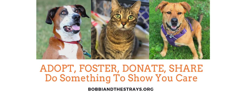 Bobbi and the strays