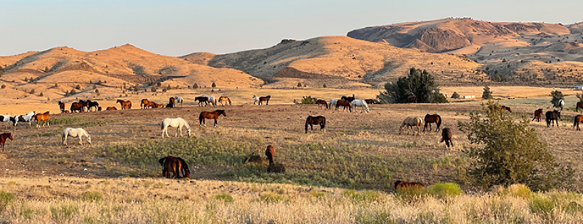 Wild Love Preserve