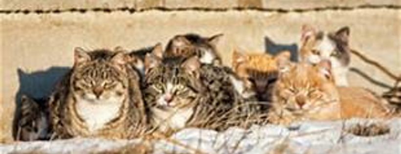 Abandoned Cat Rescue Ltd.