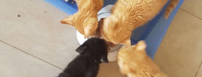 Paws and Tails Pet Rehoming Inc