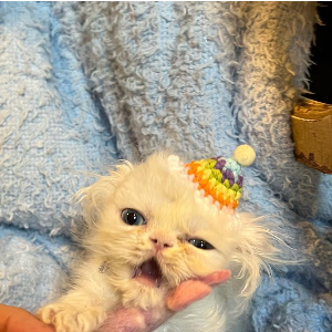 Rags to Riches Animal Rescue