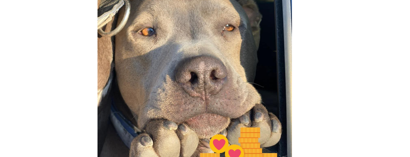 Montana Pittie Project LLC