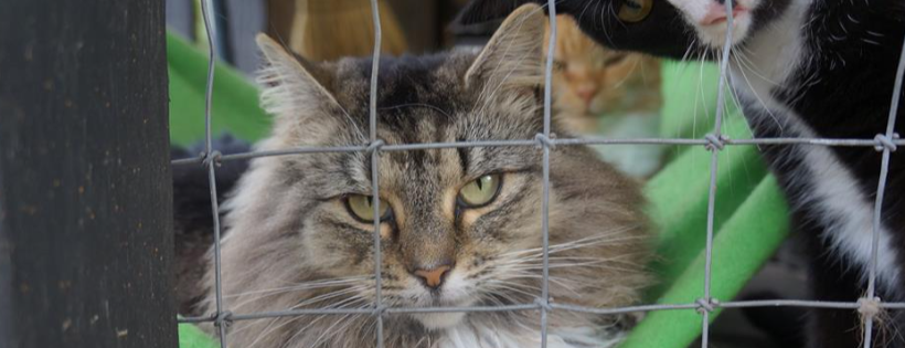Hallie Hill Animal Sanctuary