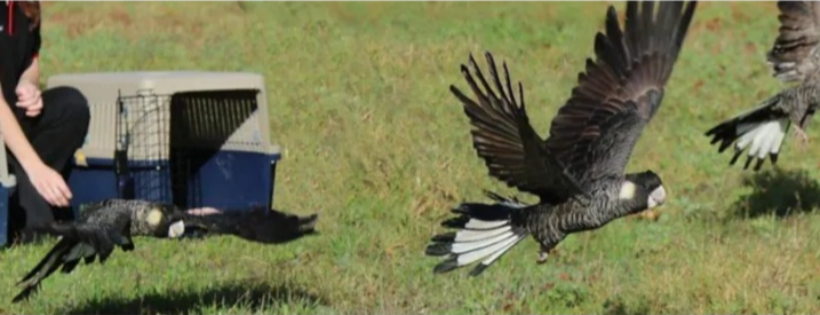 Kaarakin Black cockatoo conservation centre