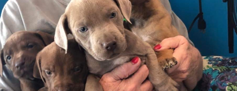 Animal Tails Rescue