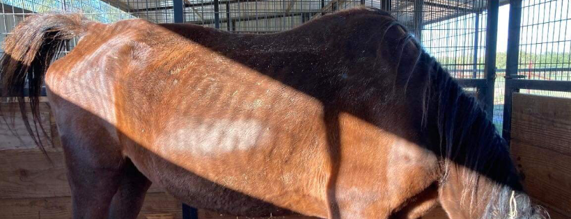 Heart and hooves rescue and Sanctuary