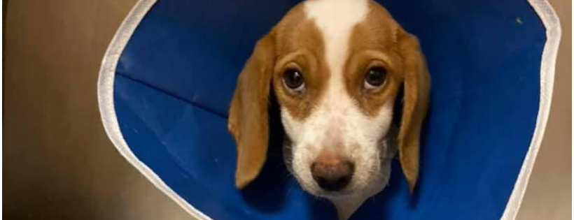 Wild Canine Rescue