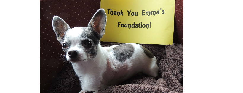Emma’s Foundation for Canine Cancer