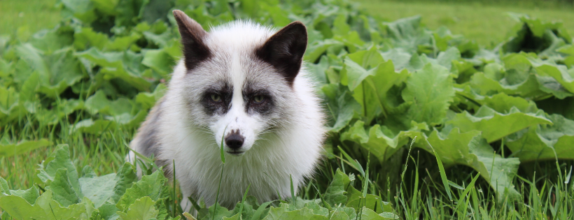 For Fox Sake Sanctuary