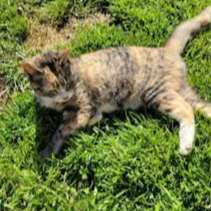 THE PURRFECT PLACE  TRINITY NC