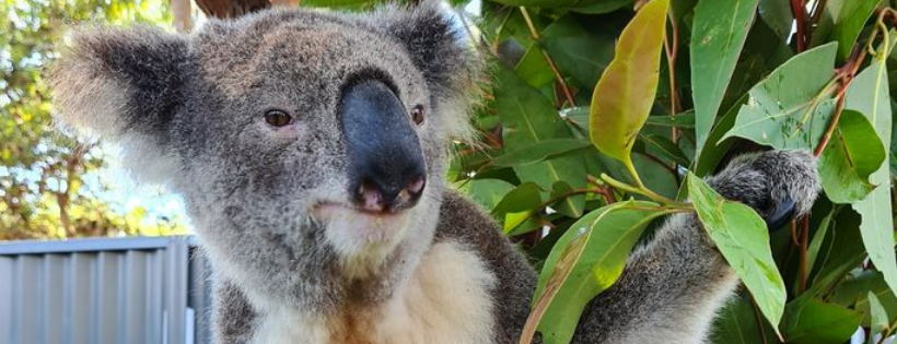 Port Stephens Koala Hospital