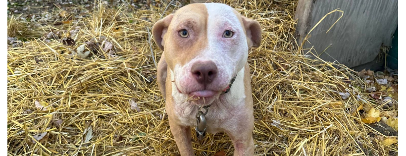 Michigan Pit Bull Education Project
