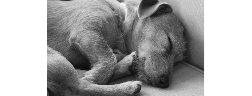 Victoria Pet Adoption Society