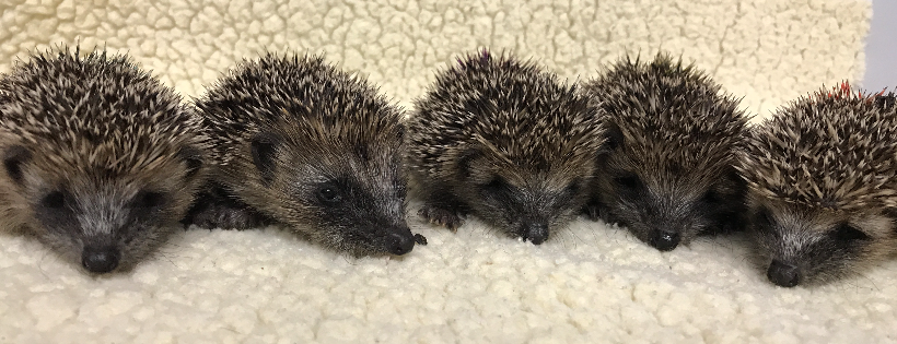 Leicestershire Wildlife hospital