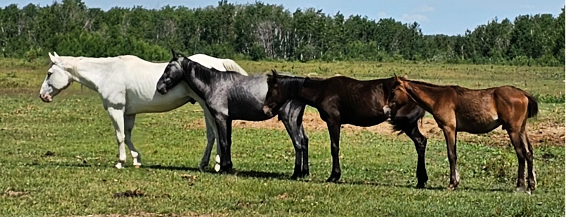 The Barefoot Ranch Inc