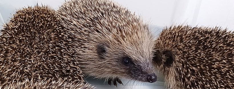 ELM Wildlife Hedgehog Rescue & Rehabilitation