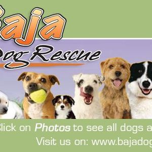 baja dog rescue Logo