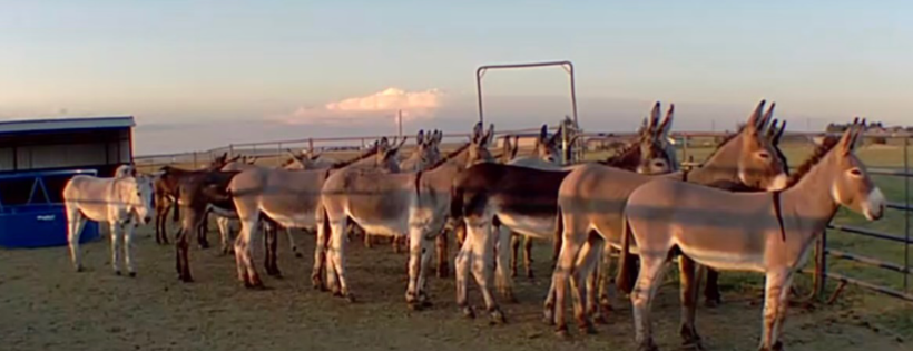 Burro Base Camp Inc