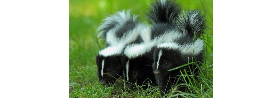 New Jersey Association Of Wildlife Rehabilitators - N.J.A.W.R.