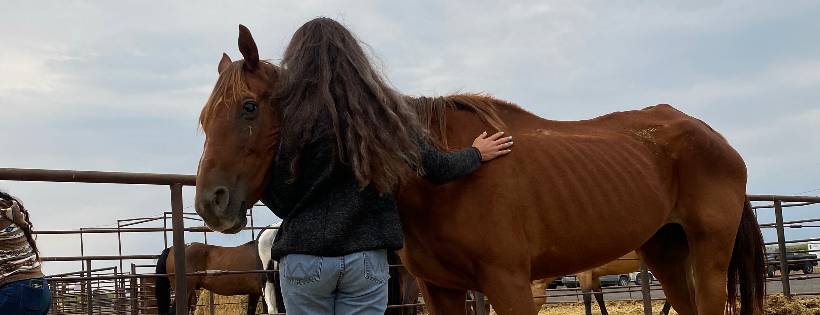 Kataluna Horse Rescue