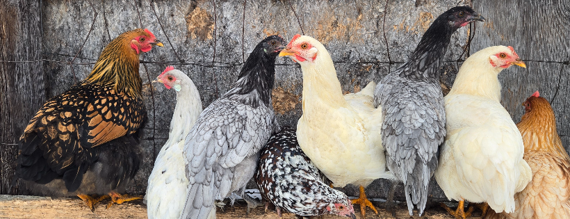 Critters Creek Farm Inc Rescue and Sanctuary