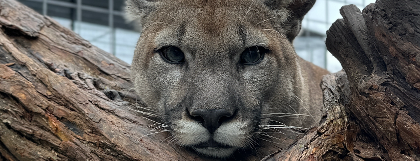 Cedar Cove Feline Conservatory