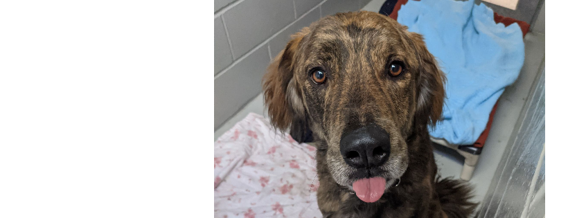 Northumberland Humane Society
