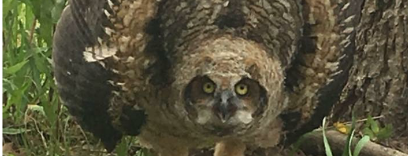 Acadiana Wildlife Education and Rehabilitation