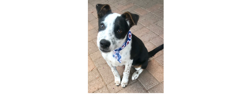 Passport For Paws