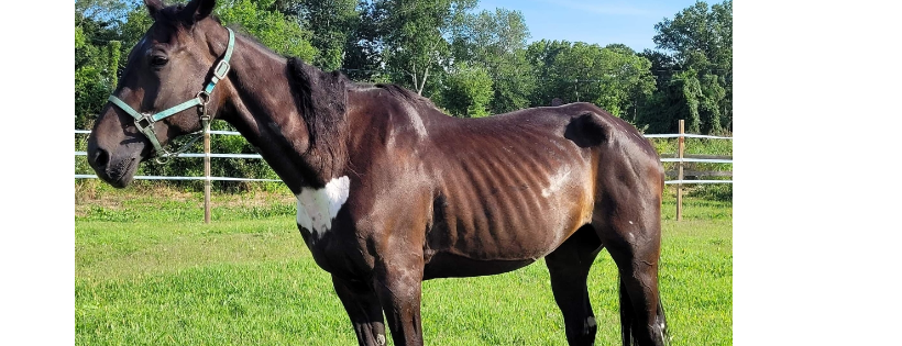 Willow woods equine sanctuary and Farm