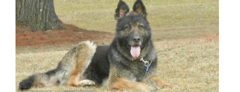 Trina & Friends K9 Rescue