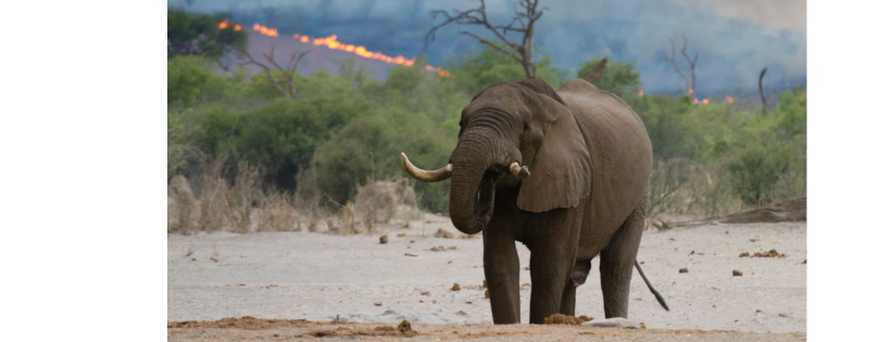 Endangered Species International