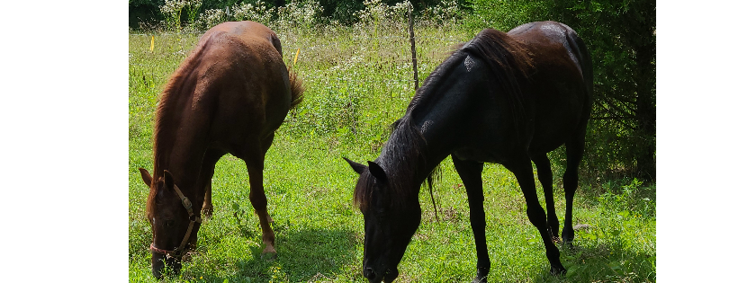 A&A Horse Haven Inc.
